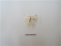 藏品(擬姬白望燈蛾)的圖片